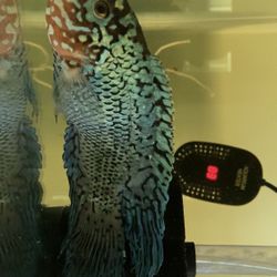 Electric Blue Jack Dempsey Cichlid 