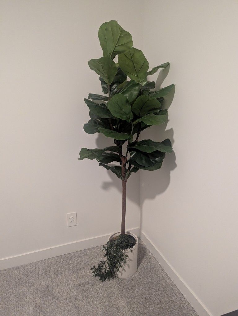 Green 6' Fiddle Leaf Fig Tree In Ceramic Pot (Faux)