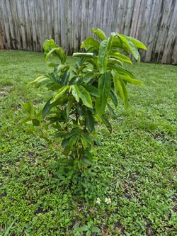 SOURSOP TREE / GUANABANA TREE