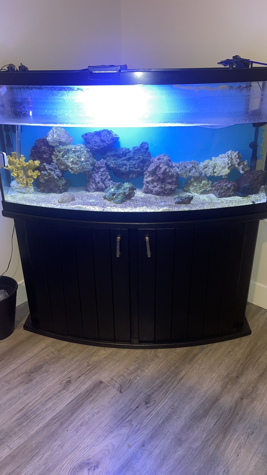 Fish Tank