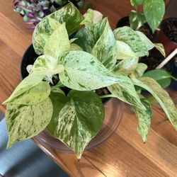 Snow Queen Pothos