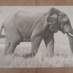 Elephant 