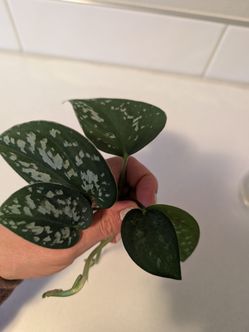 Silver satin pothos cuttings