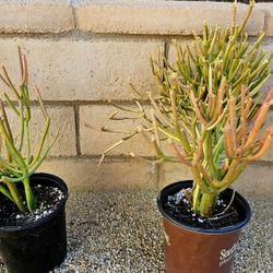 Pencil Cactus - Euphorbia tirucalli 'Firesticks' 1-Gallon Plant