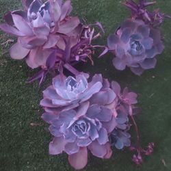 Echevaria Succulents 