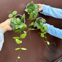 4” hoya fitchii