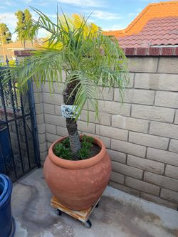 Tress/Plants
