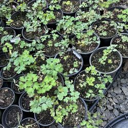 RED COLUMBINE ‘AQUILEGIA FORMOSA’ 1 GAL