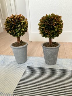 Set of Artificial Boxwood Topiaries