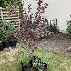 3 Purple Leaf Plum Trees