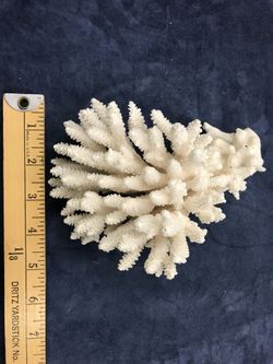 Coral