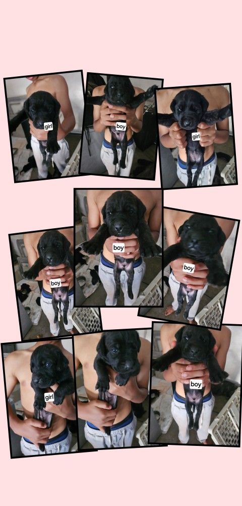 English/American Mastiff Pups 