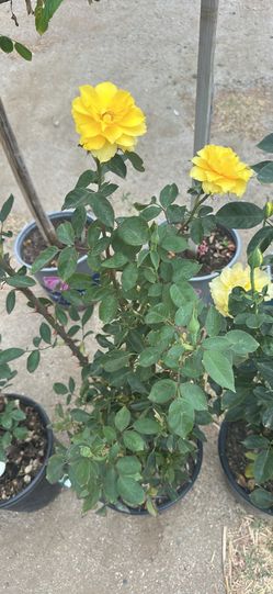 Rose bush