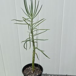 Pencil Cactus (Euphorbia Tirucalli – Firestick Plant)