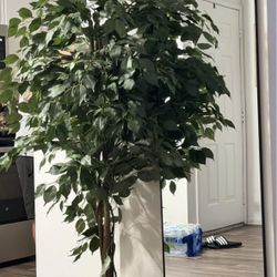 6ft Artificial Floor Ficus Tree