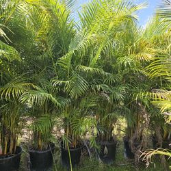 arecas over 8 feet tall Instant Privacy Hedge For Fence Green Full 