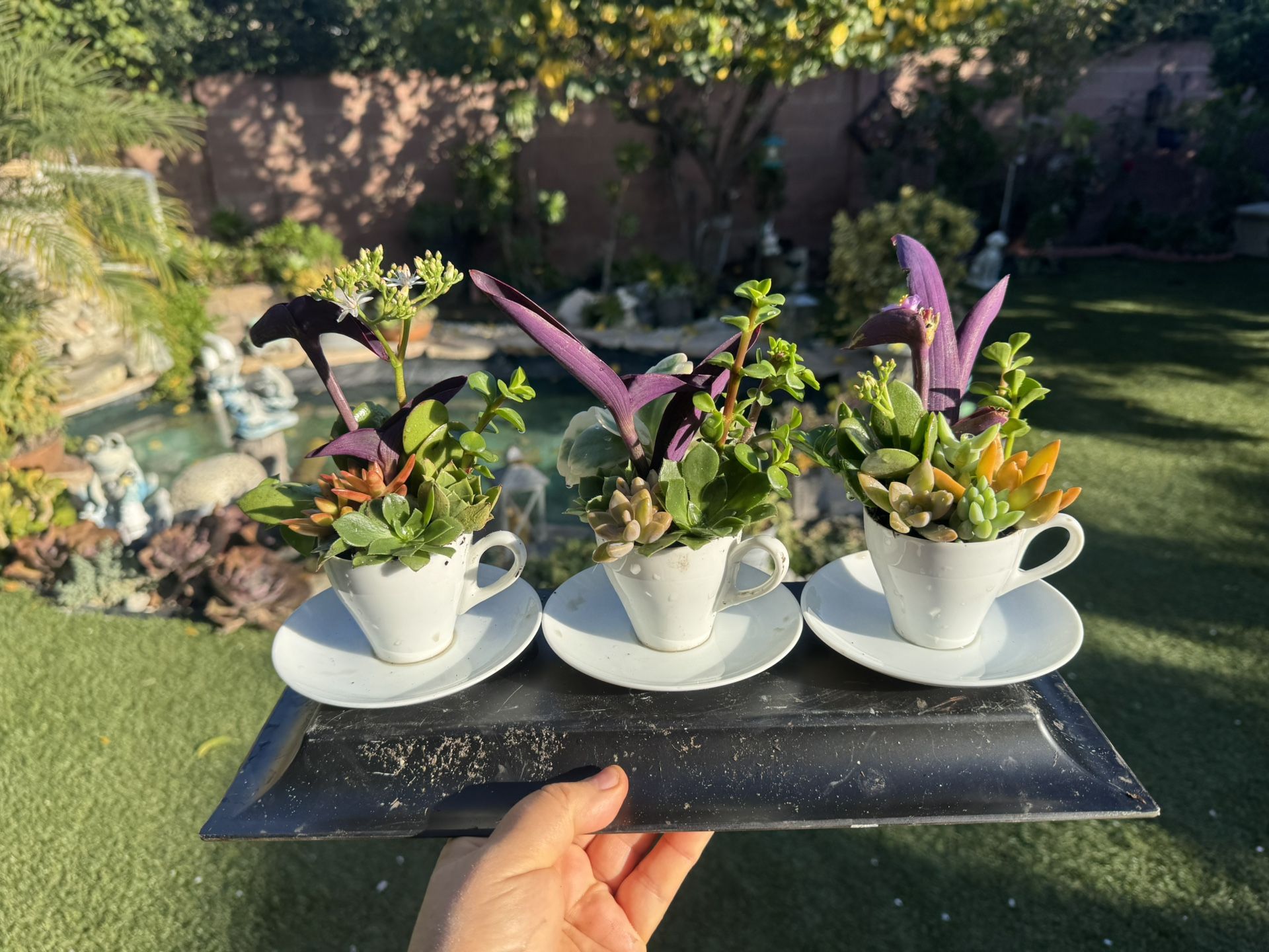 Pretty Coffee Cups With Plants , Each $5