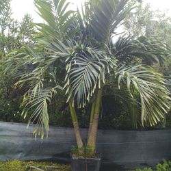 PRICE REDUCED! CHRISTMAS PALM IN 15 GALLONS 5' FEET TALL WITH MULTIPLE TRUNK FOR ONLY $50! ONLY A FEW LEFT