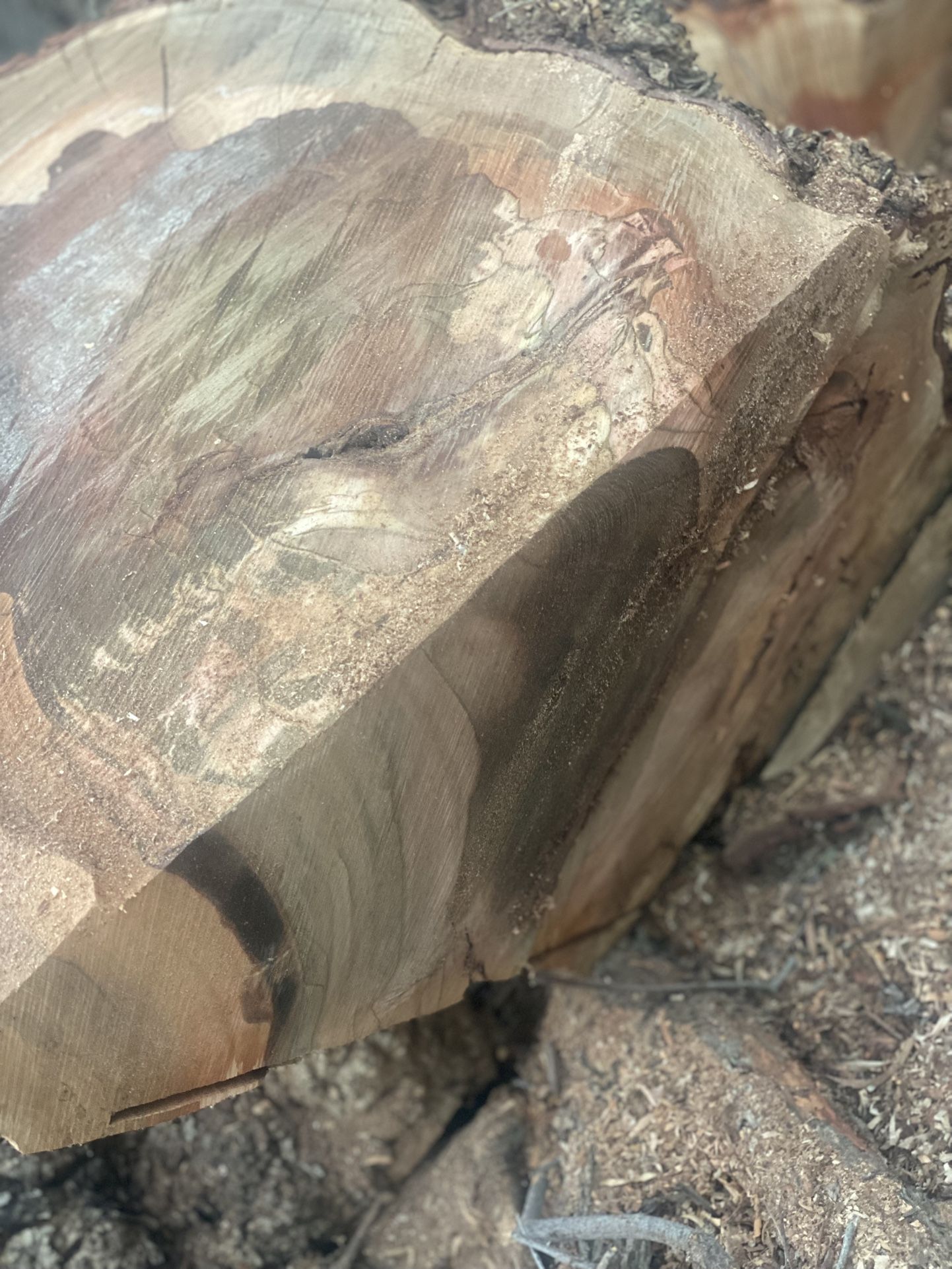 π³ Exotic Burl Wood β Perfect for Woodturning & Crafts