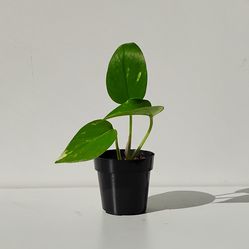 Lush Trailing high variegation pothos Money plant / indoor plant/ house plant/ flower patio garden