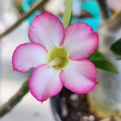Desert Rose Cutting. 