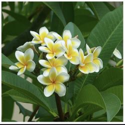 Large Hawaiian Plumerias Very Aromatic Flowers Color White And Yellow $30 Each 