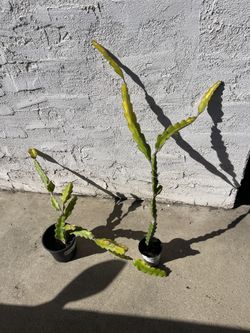 American Beauty Dragon Fruit