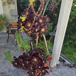 Plant Variety: Succulents And Other