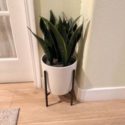 Faux Aloe Vera plant