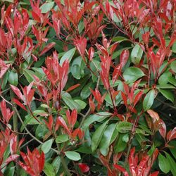Red Tip Photinia