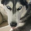 Stinkydog