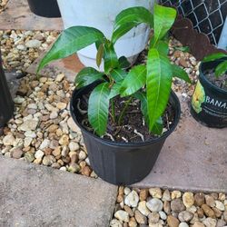 mango tree from seeds 