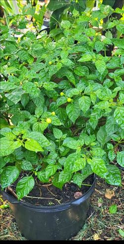 Wrir wrir pepper plant