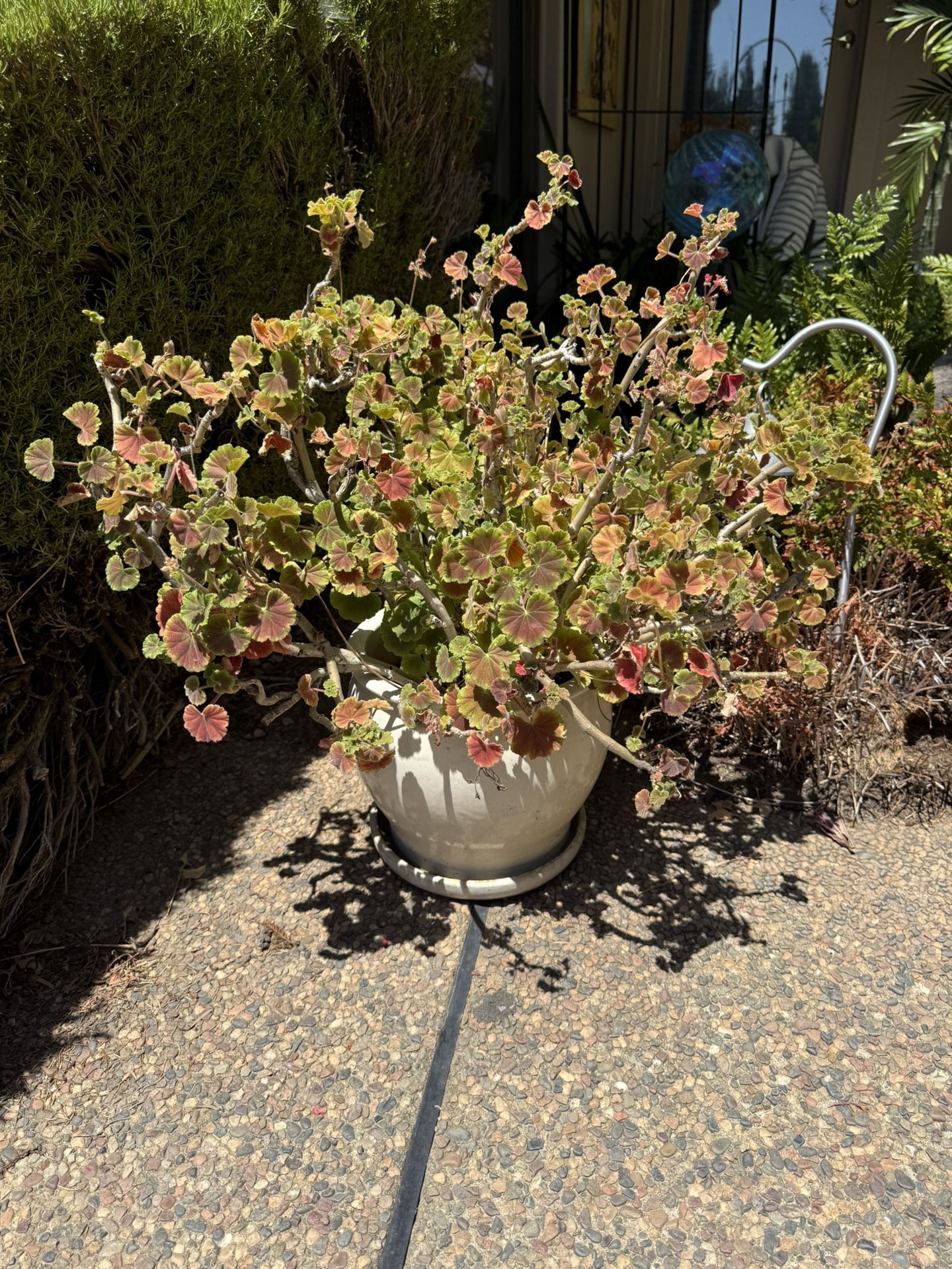 Medium Ceramic Pot Includes Plant!