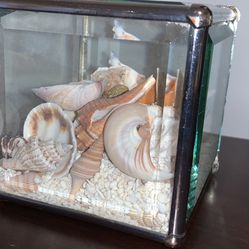 Real Sand And Shells Decor