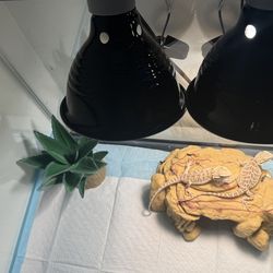 40 gallon breeder tank plus more take your pick