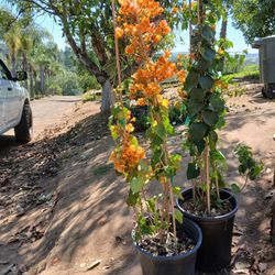🌸 Bougainvillea Plants – Blooming & Ready! Only $20 🌸
