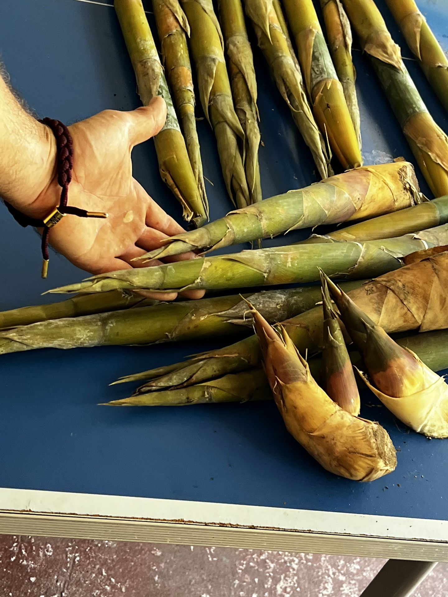 Edible Timber Sized Bamboo Shoots