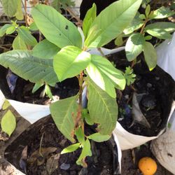 Árboles De Guayaba Taiwanés Y Mexicana.  En Venta 