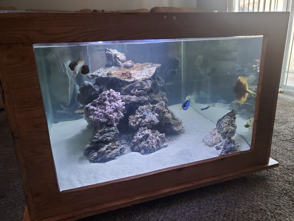 Coffee table saltwater fish tank