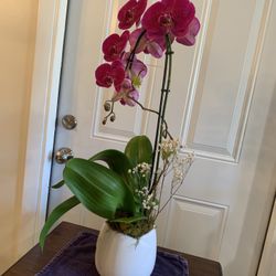 Live Orchid Plant