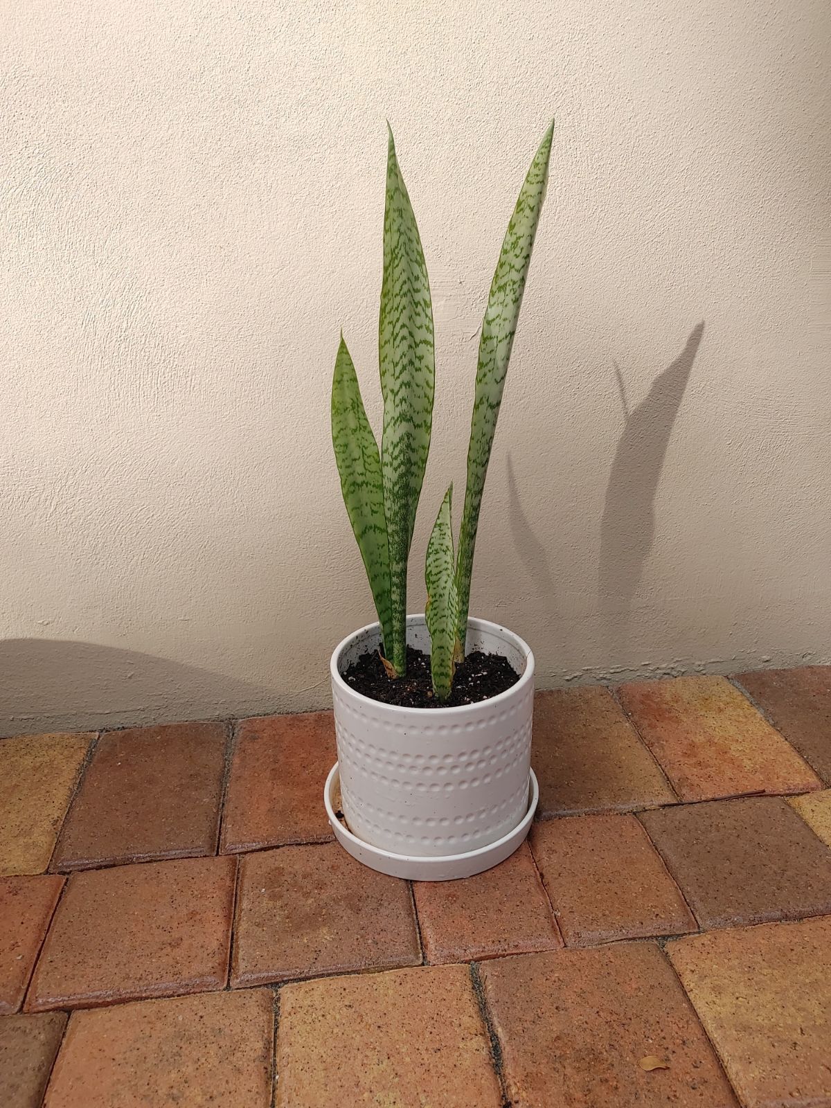 Small snake plant in flower pot
