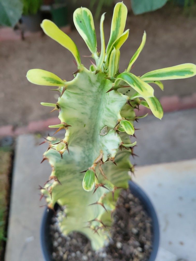 African Golden Candelabra Cactus