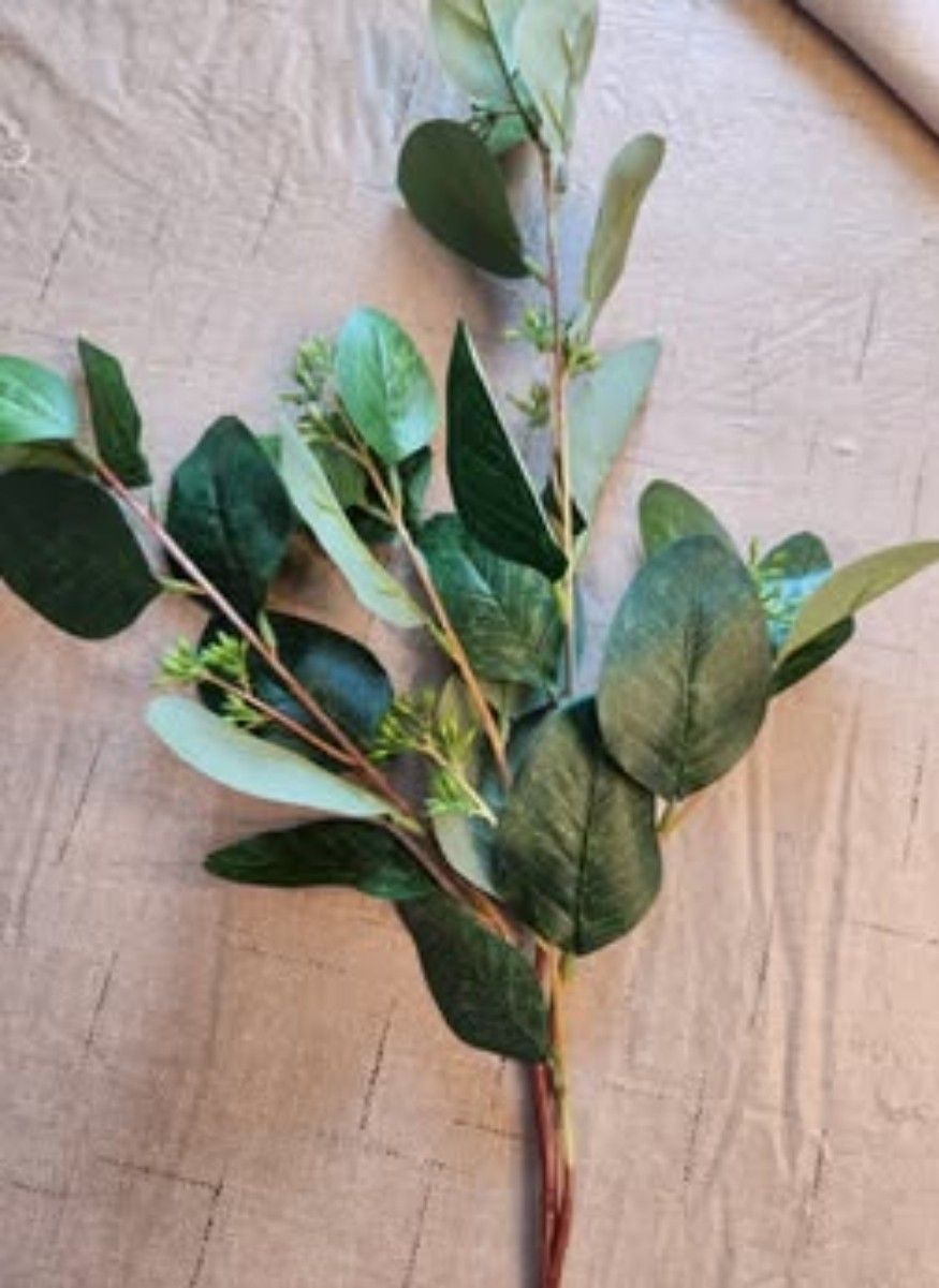 Green Seeded Oval Eucalyptus