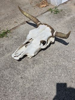 Steer Skull