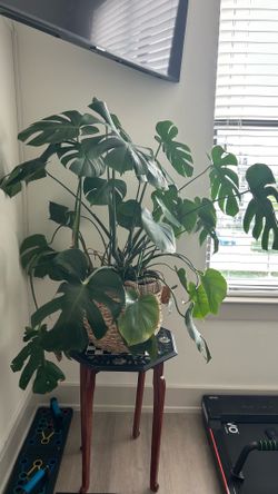 Houseplant Collection – 8 Plants with Pots/Baskets