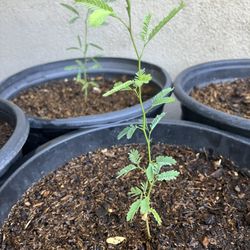 Young Mesquite Trees 1’