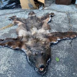 Taxidermy Wolf!! $700 Obo !