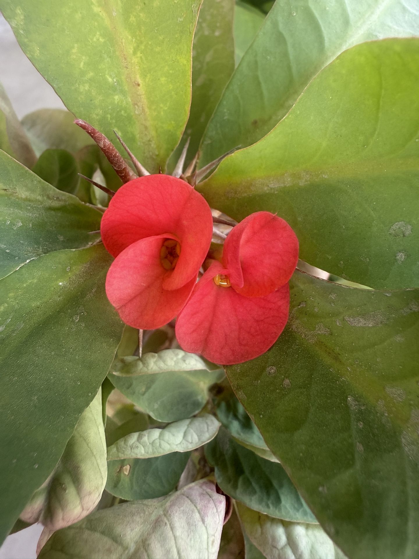 Plantas En Macetas Grandes $100 Cada Una Precio Firme