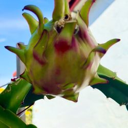 ULTRA RARE Rainbow Dragon Fruit 1.5 Foot (1) flesh cutting